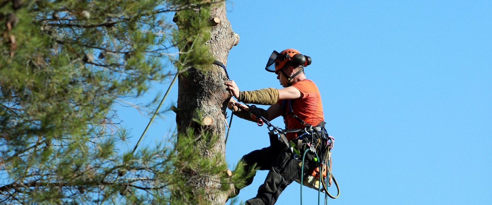 Tree Removal Services in Maysville: Maintaining Safe Outdoor Spaces for Senior Living Communities