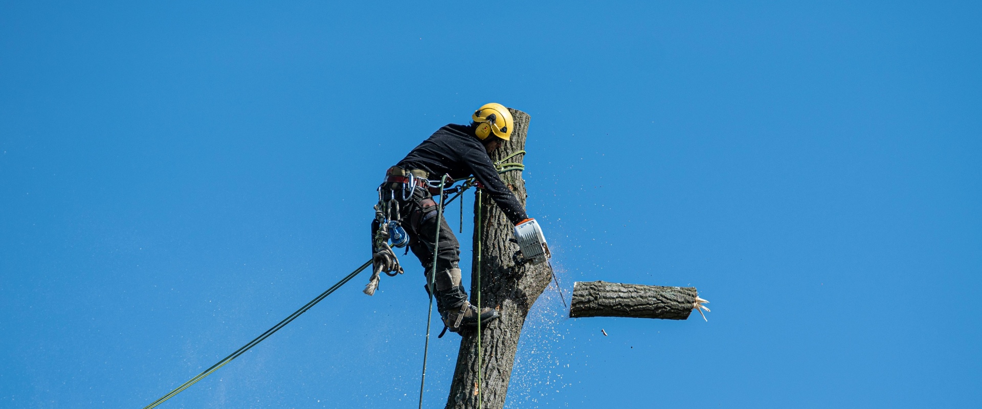 Creating Safer Spaces: Tree Removal For Senior Living Communities In Damascus, OR