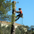 Tree Removal Services in Maysville: Maintaining Safe Outdoor Spaces for Senior Living Communities