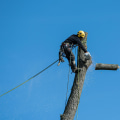Creating Safer Spaces: Tree Removal For Senior Living Communities In Damascus, OR