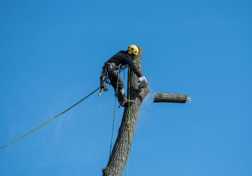 Creating Safer Spaces: Tree Removal For Senior Living Communities In Damascus, OR